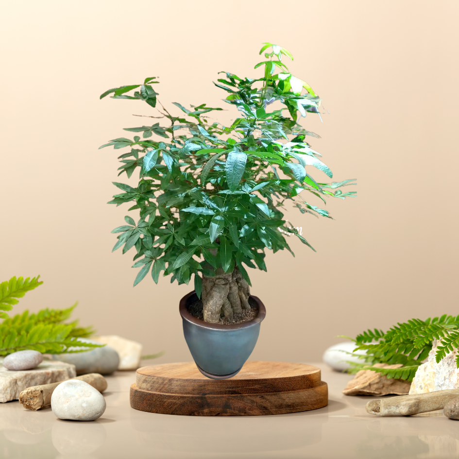 Cây Kim Ngân Gốc